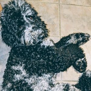 Meet your Posher, Sophie